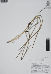 Sisyrinchium angustissimum image